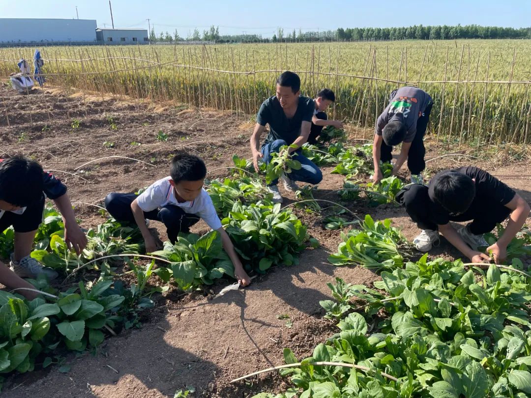 东平商老庄实验