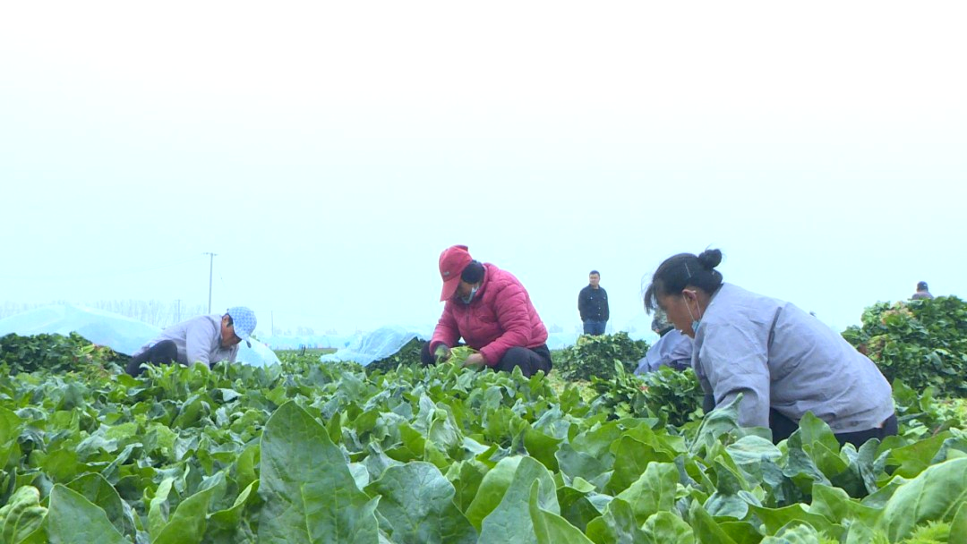 东平街道：大田菠菜喜丰收！